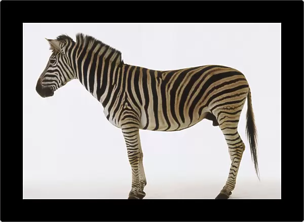 Standing Zebra (Equus burchelli), side view