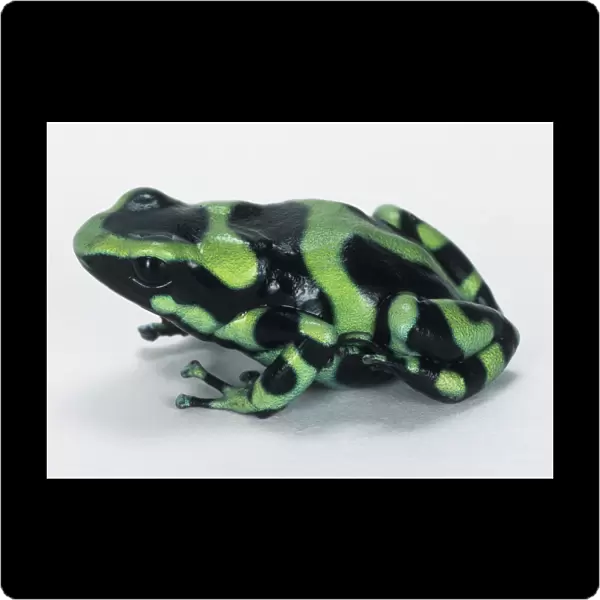 Poison Dart Frog (Dendrobatidae)
