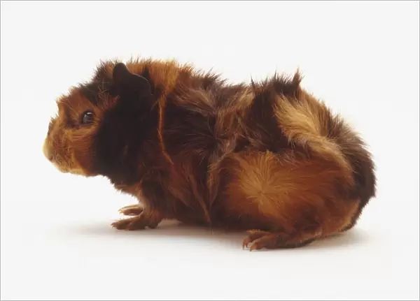 A red-brown guinea pig, side view
