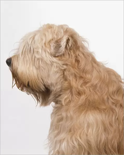 Head and shoulders of a Soft-coated Wheaten Terrier, side view