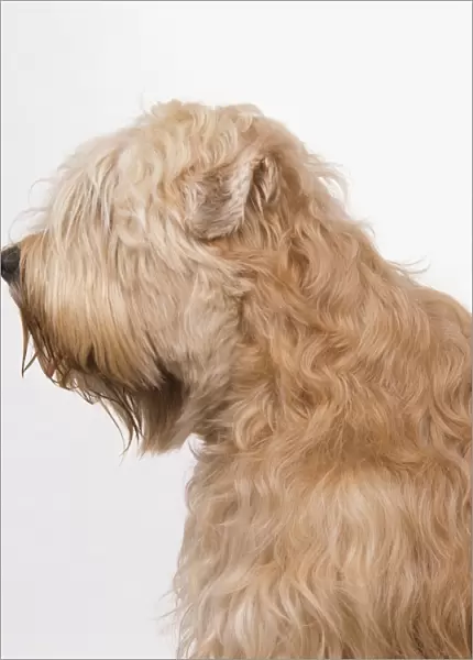 Head and shoulders of a Soft-coated Wheaten Terrier, side view