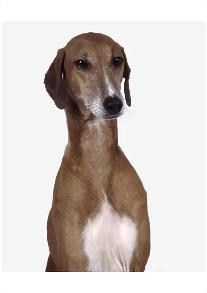 Azawakh dog, head and shoulders, facing forward