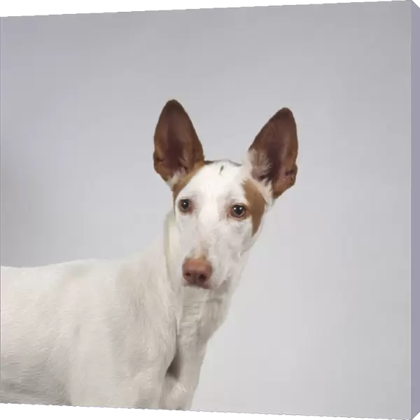 Head and shoulders of red and white Podenco Ibicenco (Ibizan Hound) with distinctive upright ears