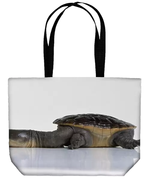 Snake-necked turtle (Chelodina longicollis), side view