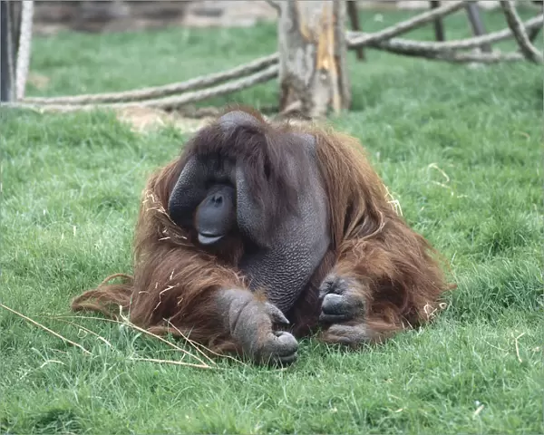 Bornean Orangutan (Pongo pygmaeus pygmaeus) sitting on grass with ropes in background