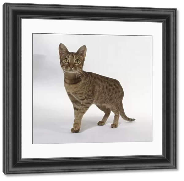 Chocolate Ocicat cat with clearly defined spots, standing