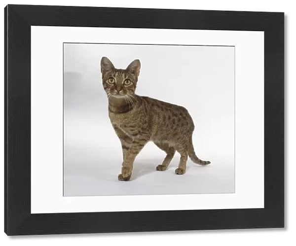 Chocolate Ocicat cat with clearly defined spots, standing