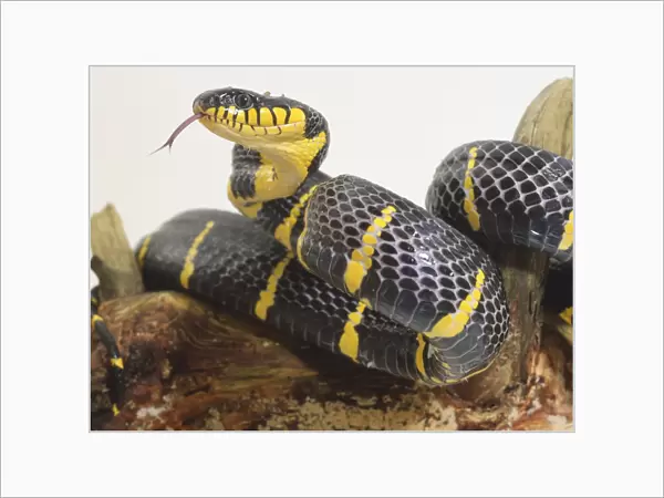 Mangrove snake, striking black and yellow stripes, forked tongue flickering out of notch in upper jaw, above mouth
