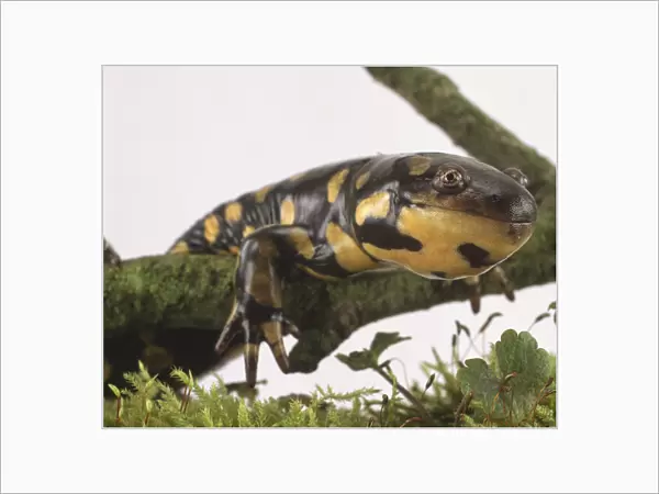 Spotted Salamander, smooth black skin with bright yellow spots, wide mouth, splayed toes for shovelling soil aside, crawling over branch, front view