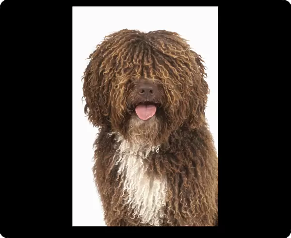 Brown and white curly-coated Spanish Water Dog (Perro de Agua Espanol)