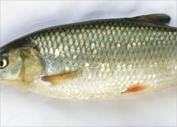 Side view of a dead chub fish with large mouth and eye and broad body shiny silver and grey scales with a white and peach underbelly