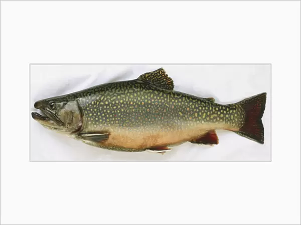 Side view of a dead brook trout with pink spots along its flank and grey scales