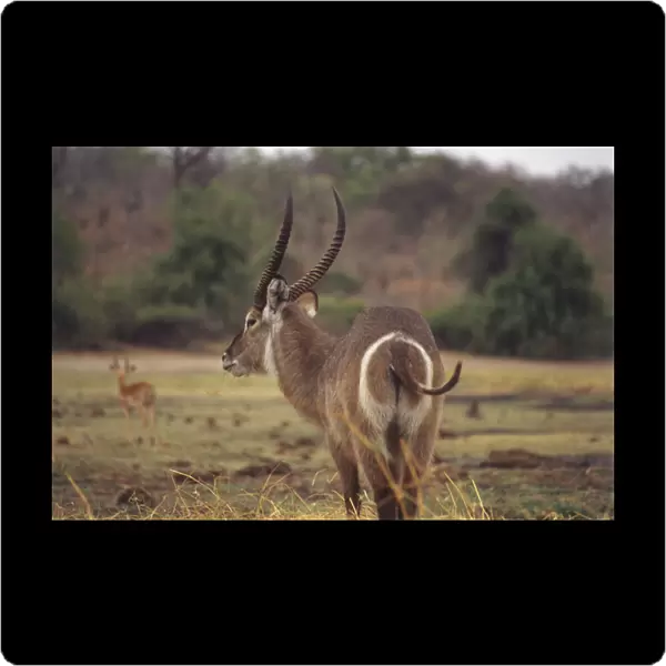 Waterbuck, Kobus ellipsiprymnus, rear view chewing grass, long brown fur, long curved ringed horns, white ring around rump, white beard, short tail curling up, open grassland in background