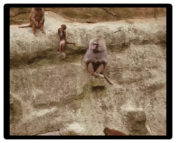 Baboons, Unidentified Papio Species, sitting on rocks, elevated view