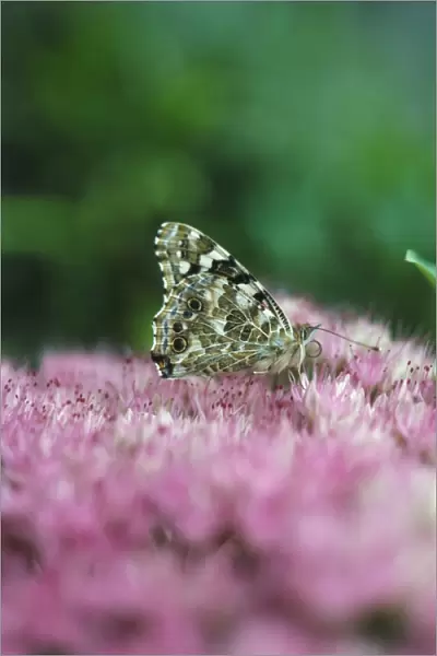 Painted lady butterfly (Cynthia cardui) on flower head of Sedum spectabile (Ice plant)