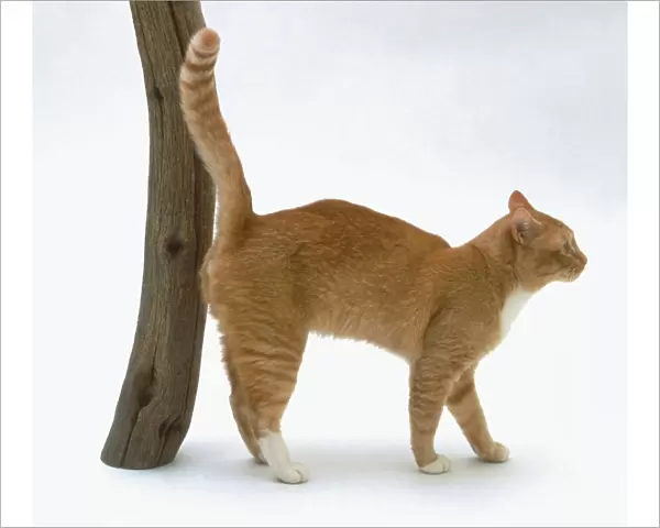 Male ginger cat spraying on wooden post