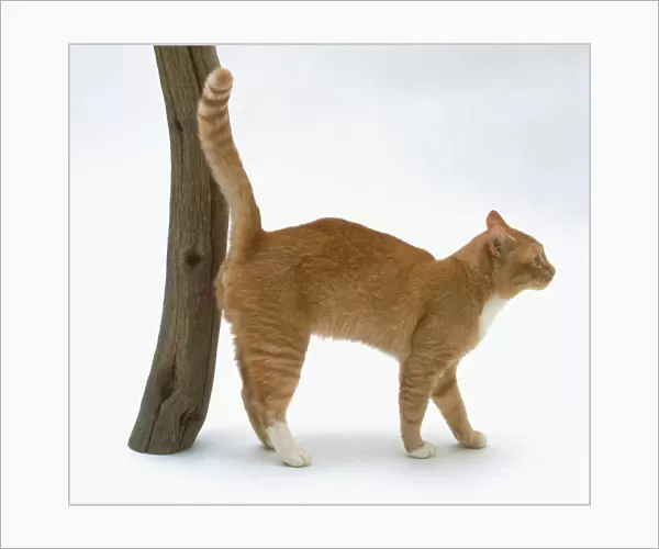 Male ginger cat spraying on wooden post