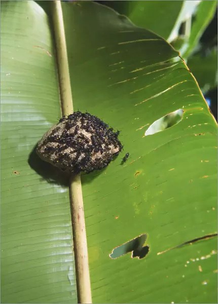 Wasps gathered around a nest placed on a large leaf