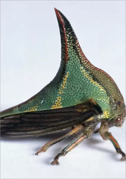 Thorn Bug (Umbonia crassicornis), close up, side view