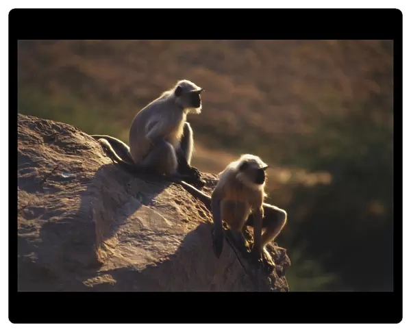 Two Langurs or Hanuman Monkeys (Semnopithecus entellus) sitting on rock overlooking valley, side view