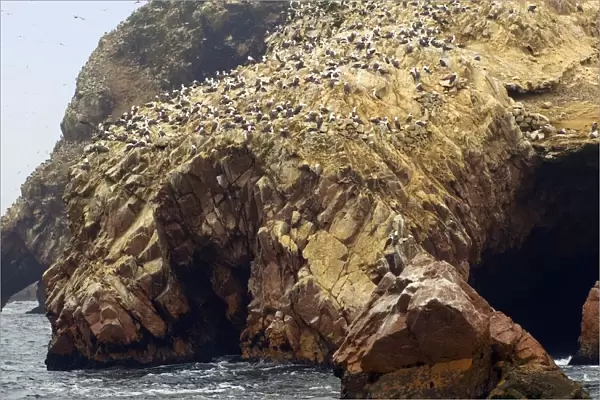 Peru, Islas Ballestas, flock of Peruvian booby (Sula variegata), seabirds on rocks