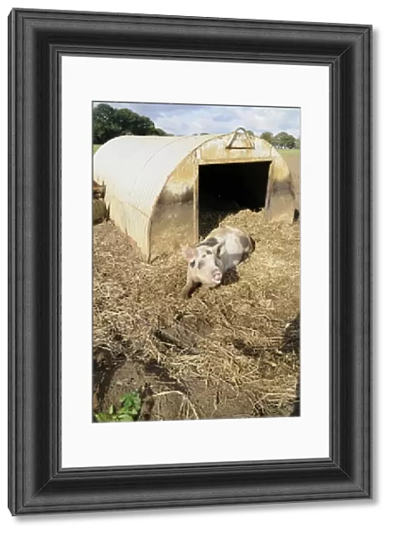 Spotted pig lying on soil and straw outside corrugated iron shelter, looking up
