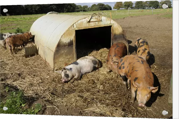 Spotted pigs outside corrugated iron shelter in a field, close-up