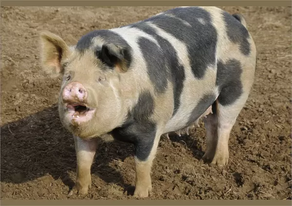 Female, spotted pig, looking up with mouth open, close-up