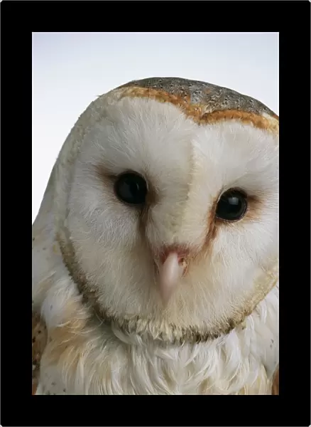 Head of a Barn owl (Tyto alba), close-up