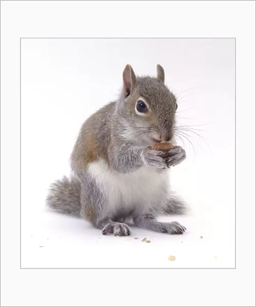 Grey squirrel (Sciurus carolinensis) eating nut, close-up