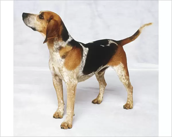 Standing Beagle Dog (Canis familiaris), side view