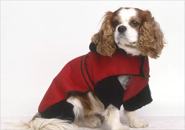 Cavalier King Charles Spaniel wearing warm, red winter coat