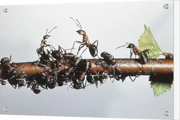 Colony of Wood Ants (Formica sp. ) gathering on a branch
