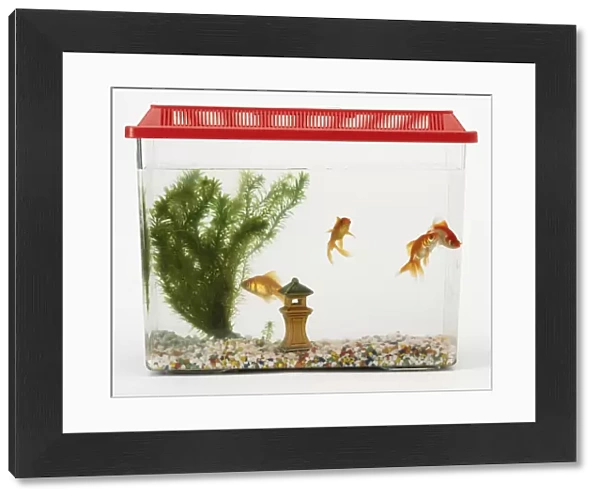 Four gold fish (Carassius auratus) in a tank containing pebbles, plant and a miniature tower