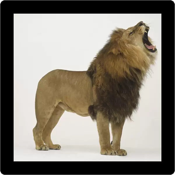 Standing Lion (Panthera leo) roaring, side view