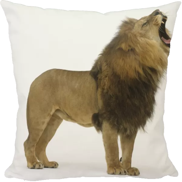 Standing Lion (Panthera leo) roaring, side view