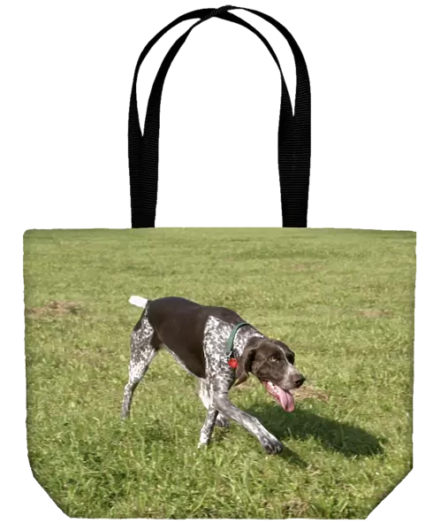 English Pointer dog walking on grass, tongue out, panting