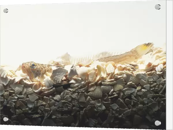 Lesser weever fish (Echiichthys vipera) half-hidden amongst shells