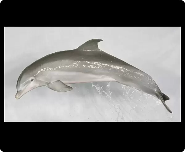 Bottlenose Dolphin (Tursiops truncatus) leaping through the air, side view