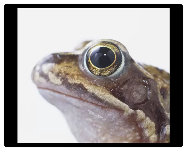 European Common Frog (Rana temporaria), head in profile