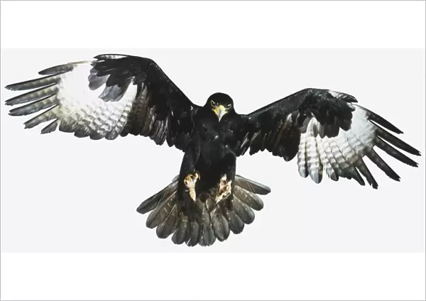 Black Eagle (Aquila chrysaetos), wings spread in flight