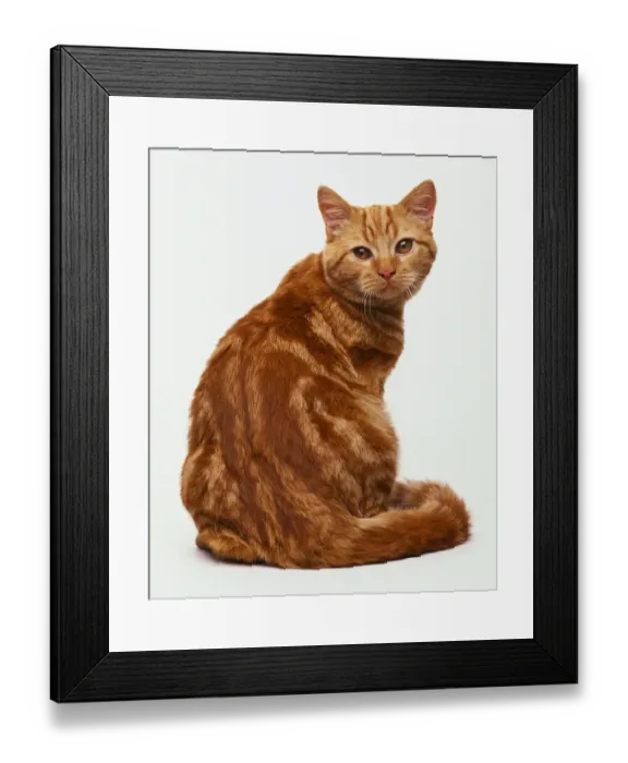 Framed Print : Red Classic Tabby Shorthaired Cat Print Framed Print : Red Classic Tabby Shorthaired Cat Print