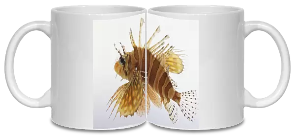 Lionfish - Side View