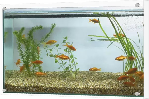 Goldfish (Carassius auratus) swimming in large rectangular fish tank