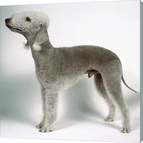 Bedlington terrier on all fours, side on