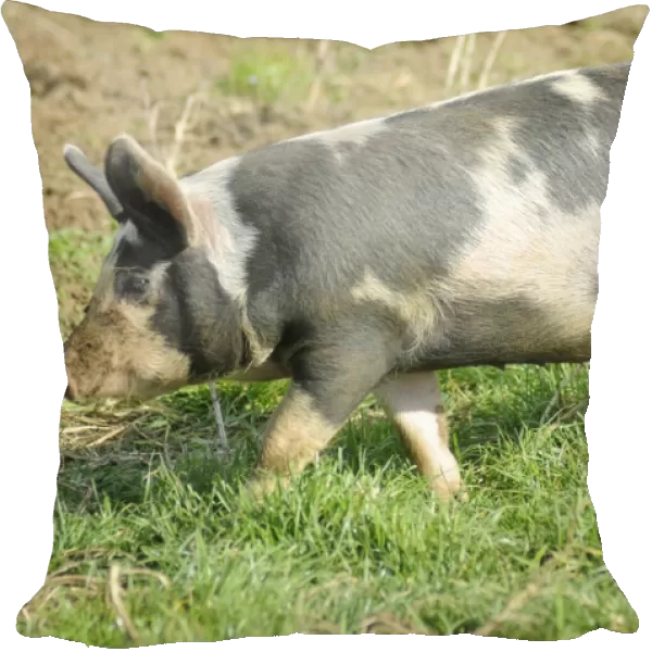 England, lincolnshire, cross bred black spotted pig on a farm