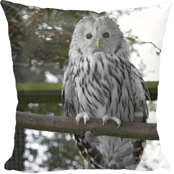 Ural owl (strix uralensis) perching on branch