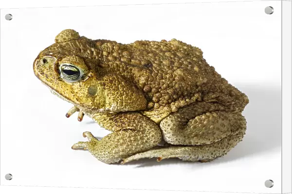 Close-up of cane toad (bufo marinus)