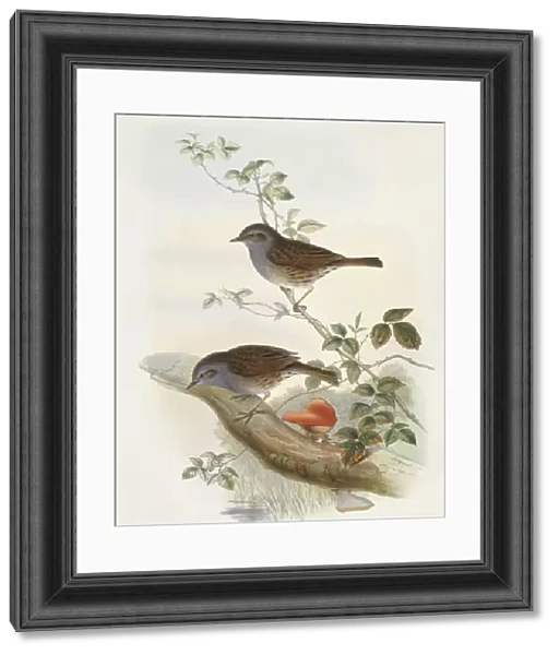 Hedge accentor (Prunella modularis), Engraving by John Gould