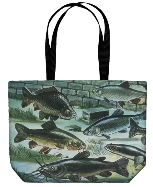 Freshwater fishes in river, illustration